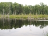 Second beaver pond